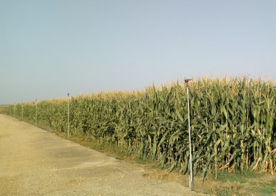 Campo de maiz con cobertura enterrada de polietileno Hidronosa